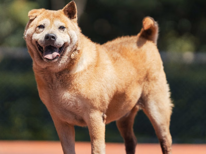 Tan-and-white adult male mixed-breed dog, Medium, shelter no. …1801