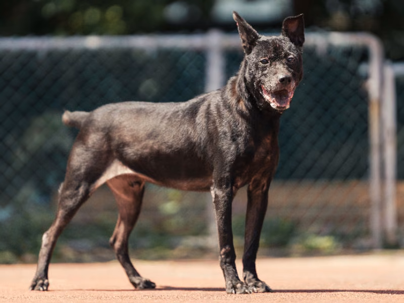 Black adult male mixed-breed dog, Medium, shelter no. …1102