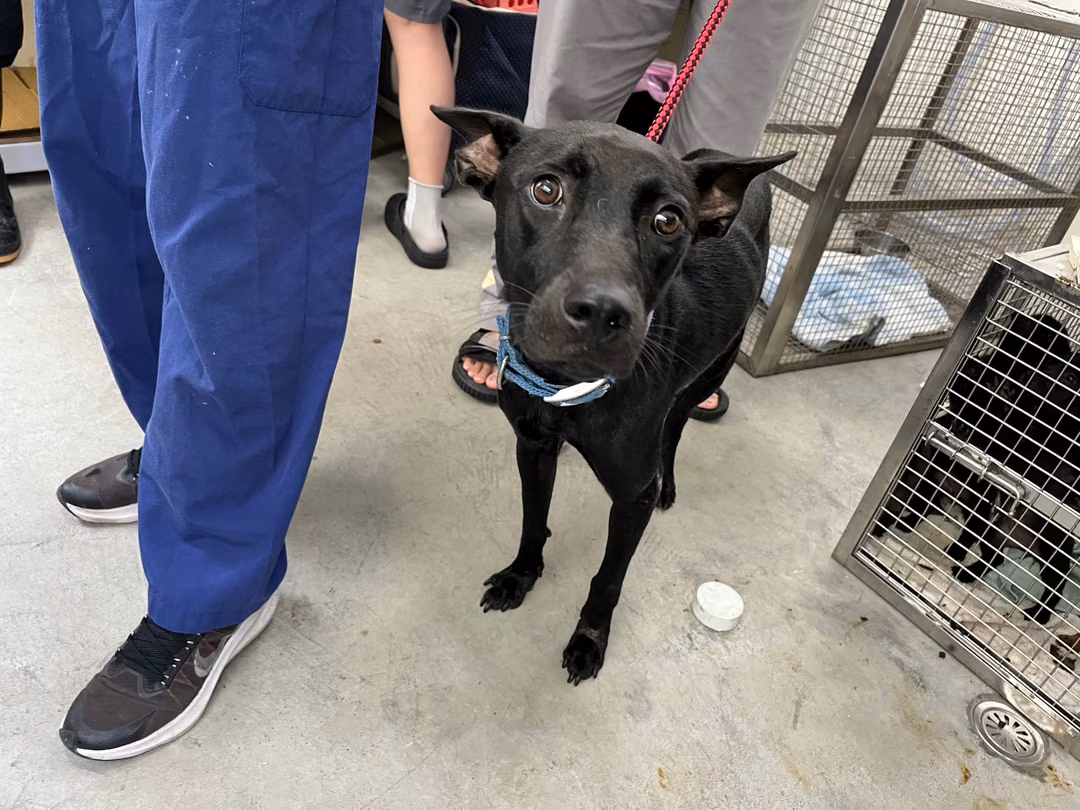 Black adult female mixed-breed dog, Medium, shelter no. …0503
