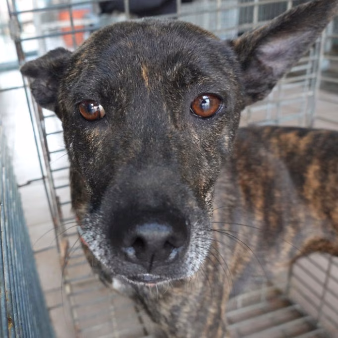 Tabby adult female mixed-breed dog, Medium, shelter no. …6-05