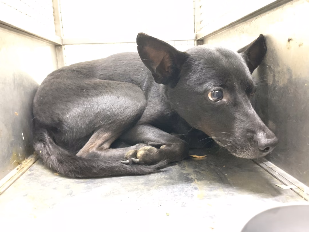 Black adult male mixed-breed dog, Medium, shelter no. …1001
