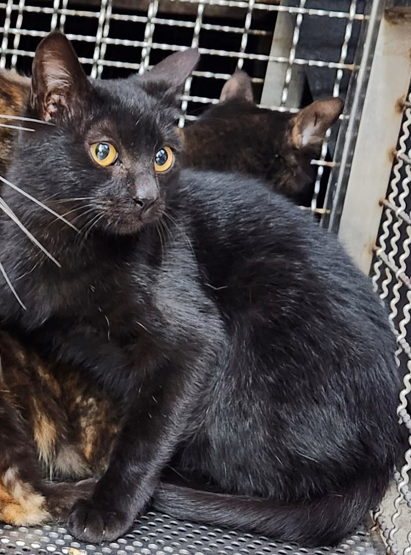 Black adult male mixed-breed cat, Medium, shelter no. …7003