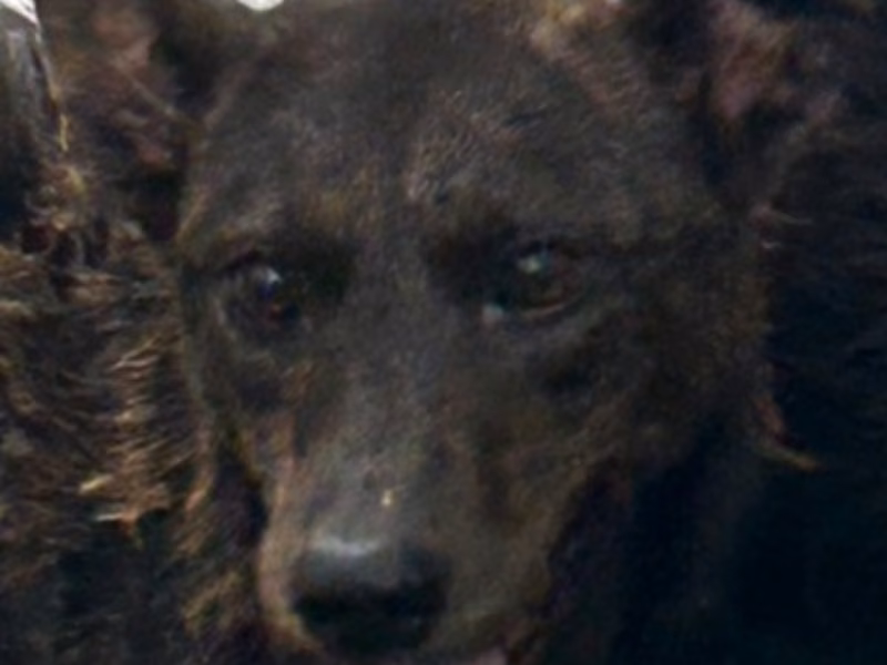Tabby adult female mixed-breed dog, Large, shelter no. …2020
