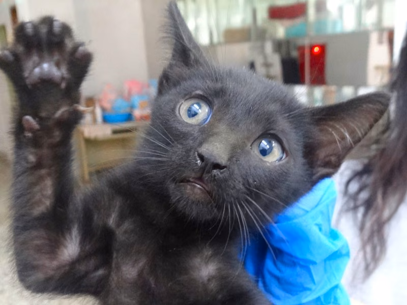 Black young mixed-breed cat, Medium, shelter no. …1485