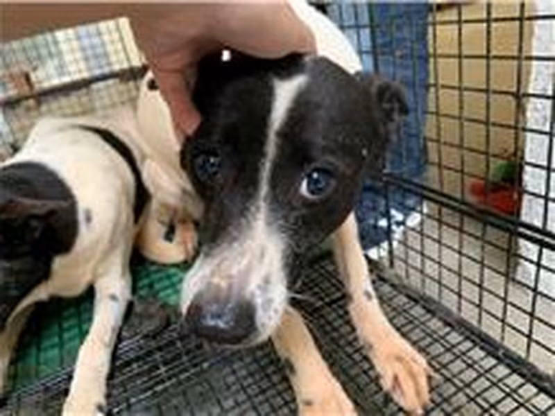 Black-and-white female mixed-breed dog, Medium, shelter no. …8005