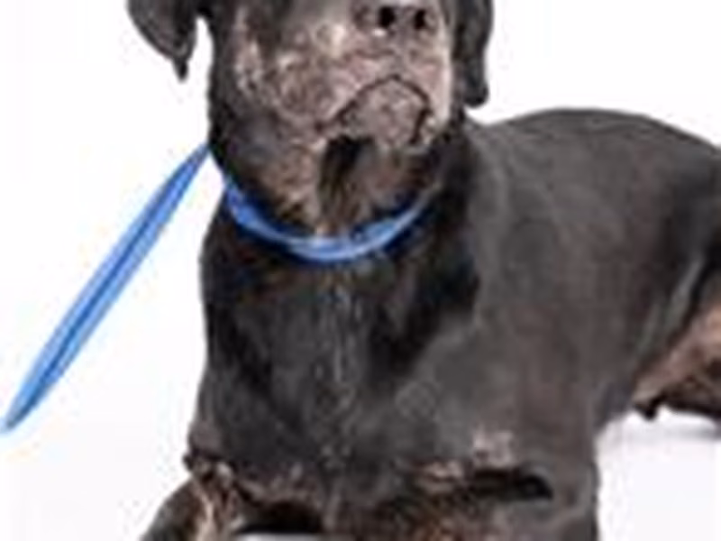 Black adult male mixed-breed dog, Medium, shelter no. …1502