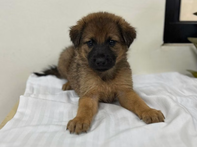 Tan adult male mixed-breed dog, Large, shelter no. …7005