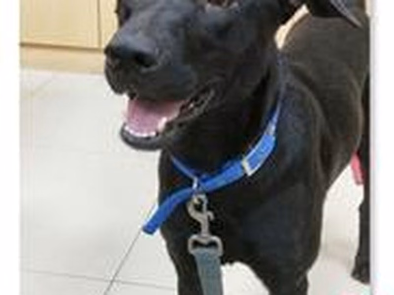 Black adult male mixed-breed dog, Medium, shelter no. …0805