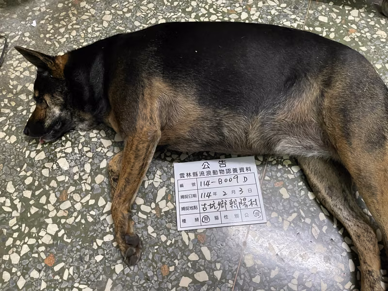 Black-and-tan adult female mixed-breed dog, Large, shelter no. …009D
