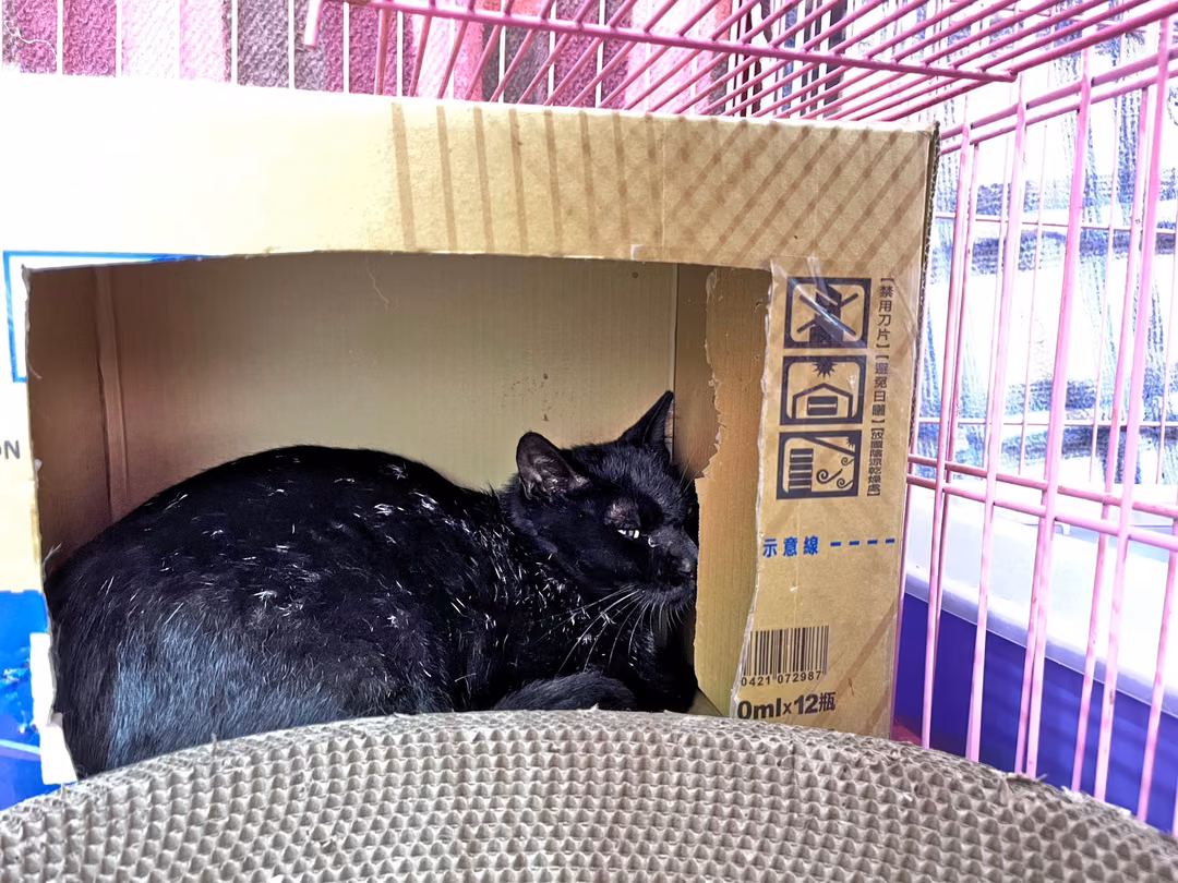 Black adult male mixed-breed cat, Medium, shelter no. …3002
