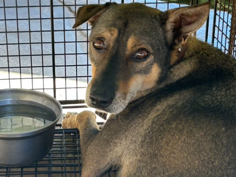 Black-and-tan adult male mixed-breed dog, Large, shelter no. …2018