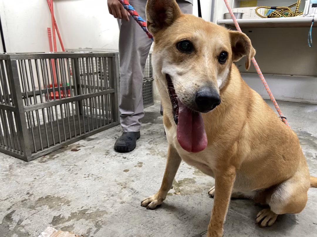 Tan adult female mixed-breed dog, Medium, shelter no. …0206