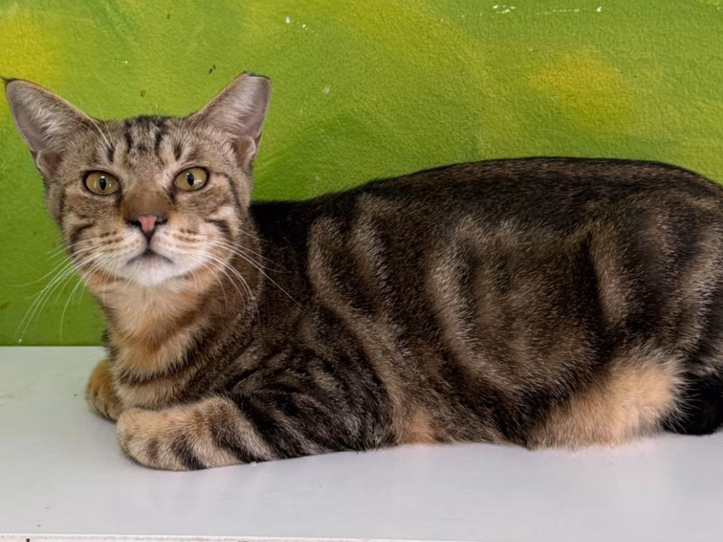 Tabby young male mixed-breed cat, Large, shelter no. …8005