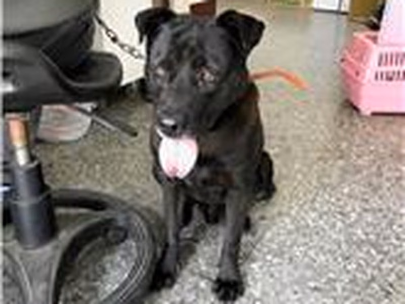 ミックス犬(オス・成犬・黒)、中型, 施設番号 …0008