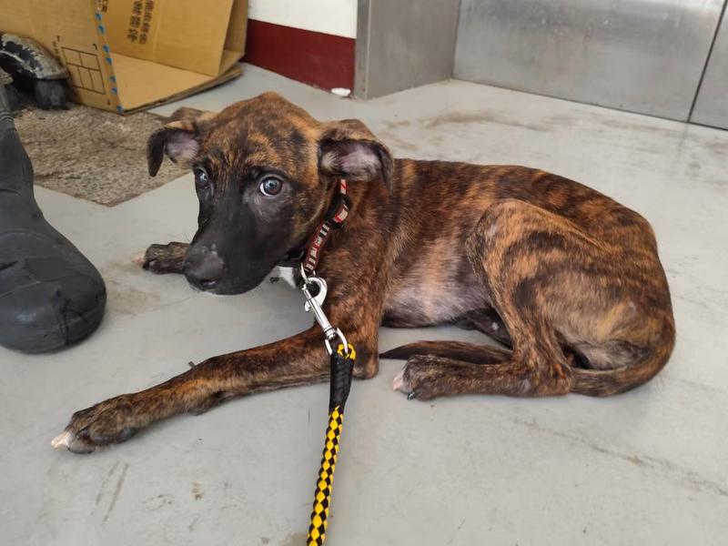 Tabby young female mixed-breed dog, Large, shelter no. …2501