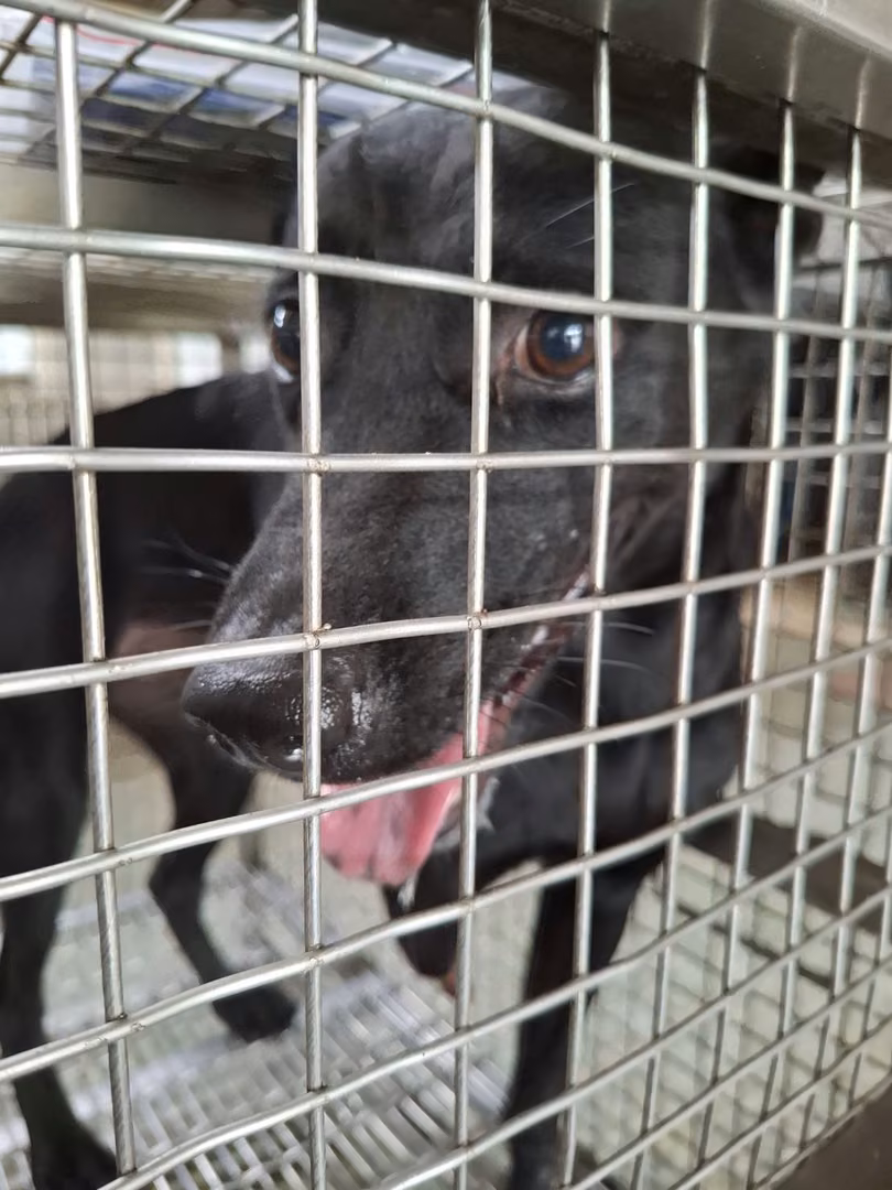 Black adult male mixed-breed dog, Medium, shelter no. …5-04