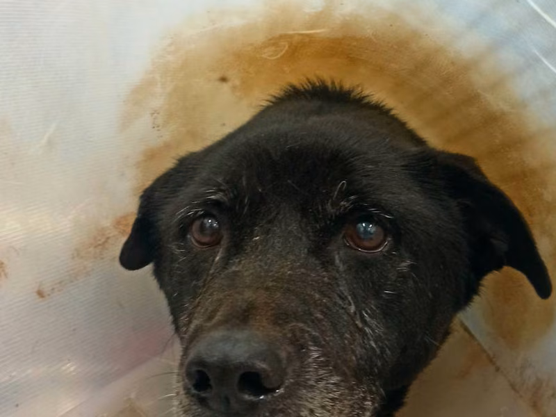 Black adult female mixed-breed dog, Medium, shelter no. …0D01