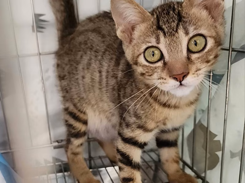 Tabby young male mixed-breed cat, Small, shelter no. …0002