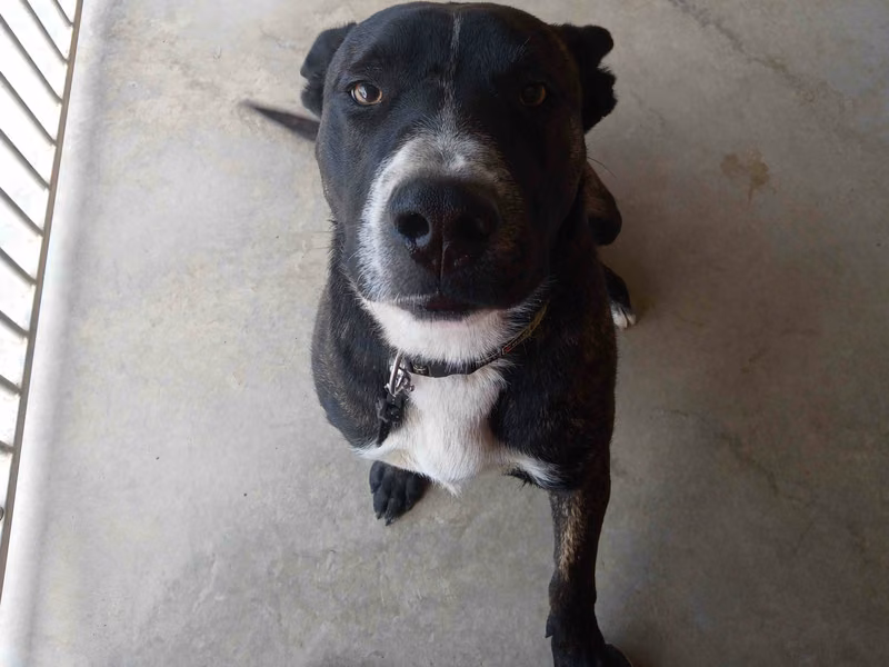 Jairo, Matanda na · Lalaki · Katamtaman · American Staffordshire Terrier