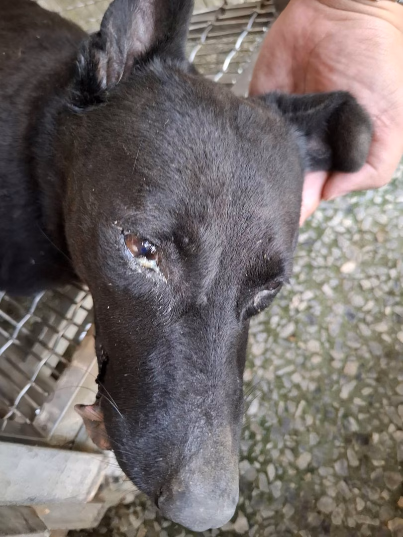 Black adult female mixed-breed dog, Medium, shelter no. …0-07