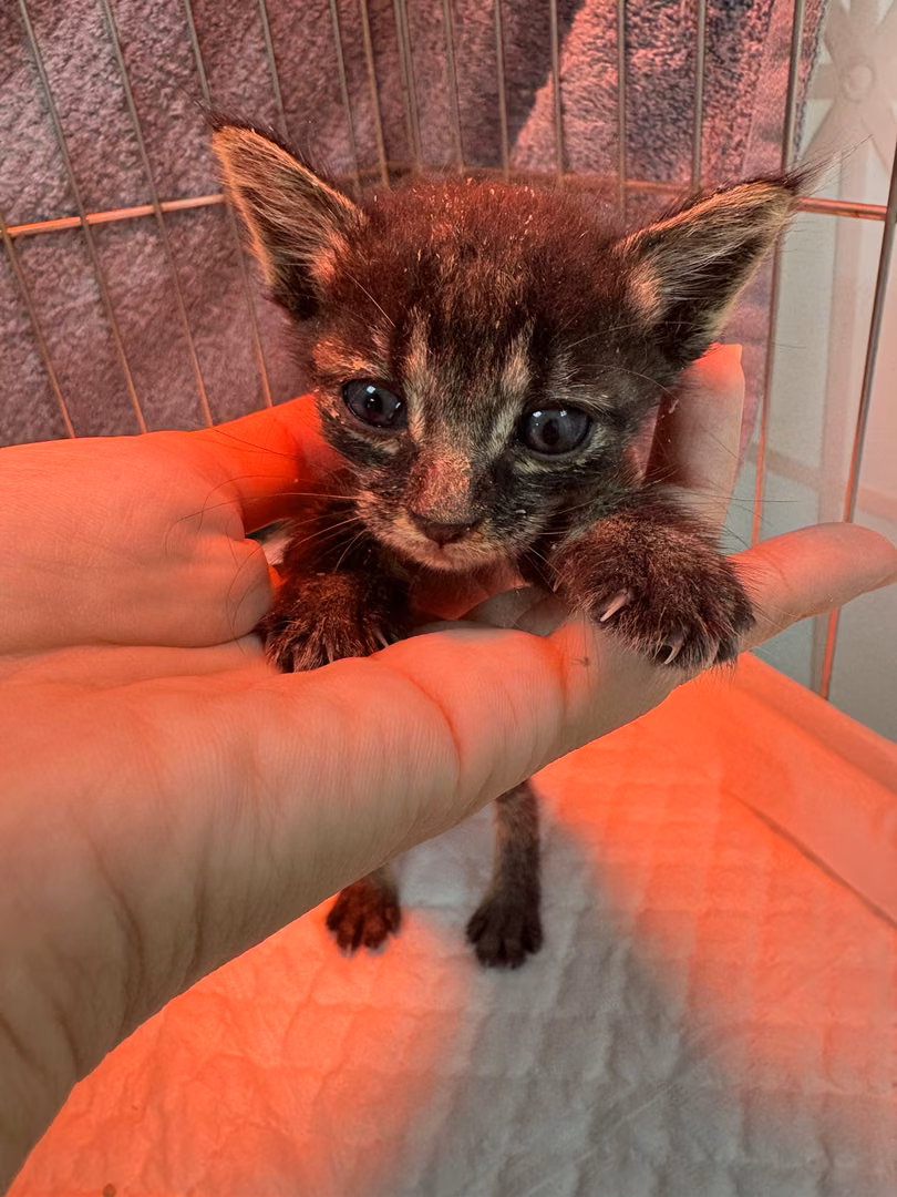 Black tabby young female mixed-breed cat, Small, shelter no. …7005
