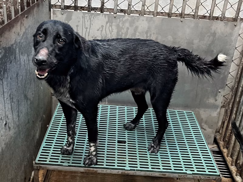 Black-and-white adult male mixed-breed dog, Large, shelter no. …0013