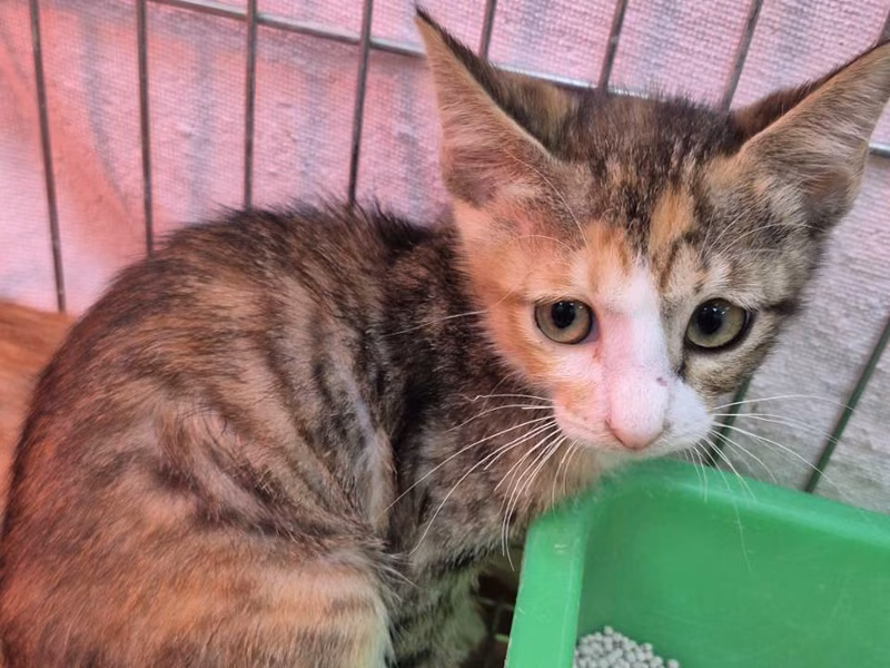 Calico young female mixed-breed cat, Small, shelter no. …9002