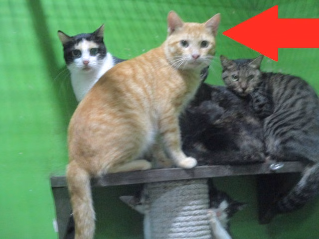 Orange adult male mixed-breed cat, Large, shelter no. …C1-2