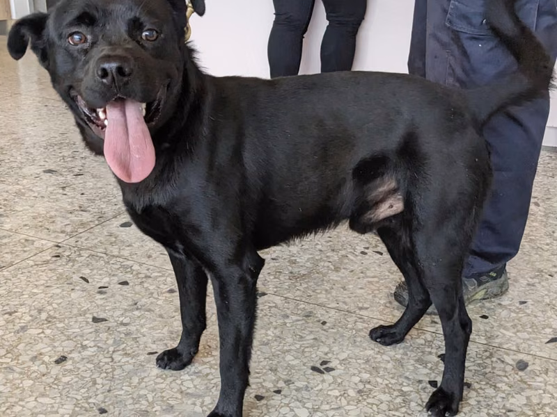 Black adult male mixed-breed dog, Medium, shelter no. …9001