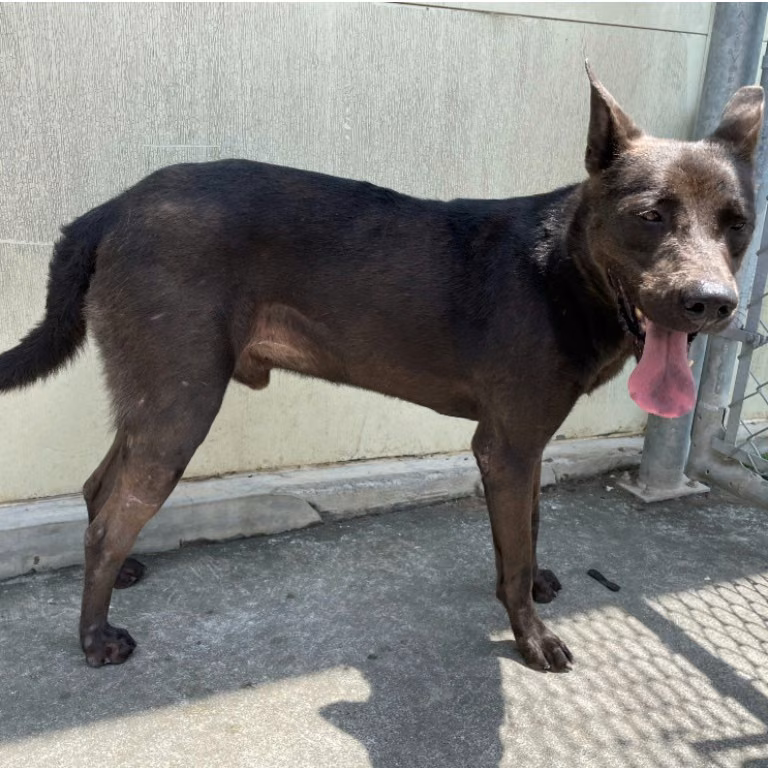 Black adult male mixed-breed dog, Medium, shelter no. …2002