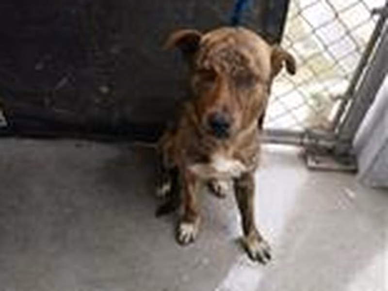 Tabby adult male mixed-breed dog, Medium, shelter no. …8001