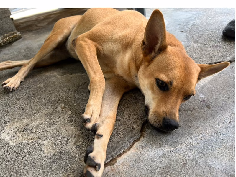 Tan adult female mixed-breed dog, Large, shelter no. …022D