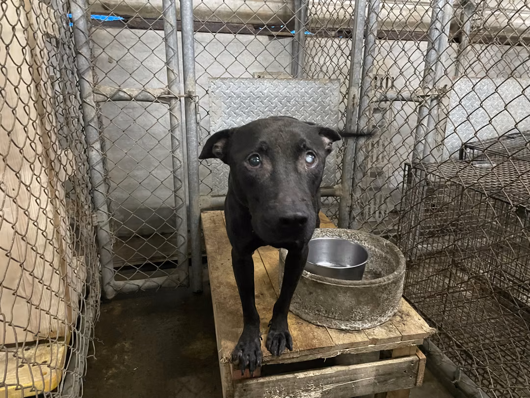 Black adult male American Pit Bull Terrier, Large, shelter no. …7002