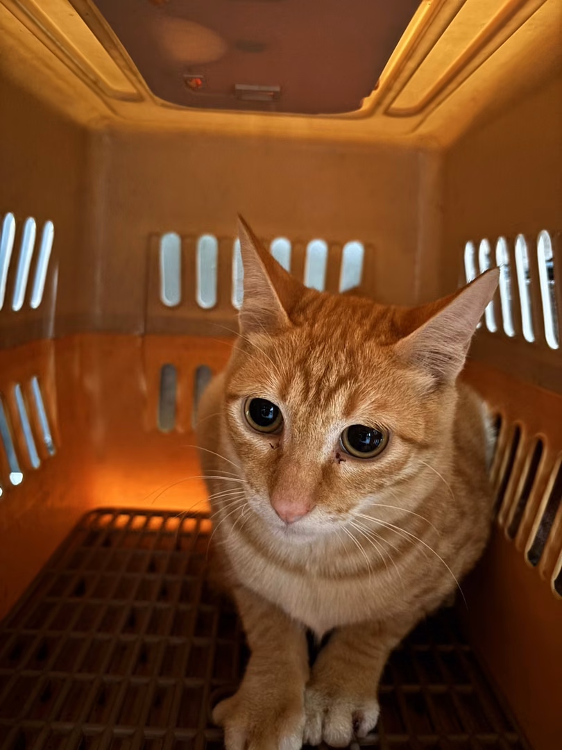Orange-and-white adult male mixed-breed cat, Medium, shelter no. …9008