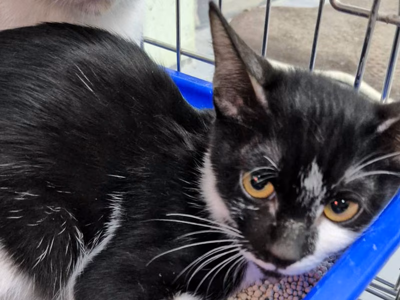 Black-and-white young female mixed-breed cat, Small, shelter no. …0004