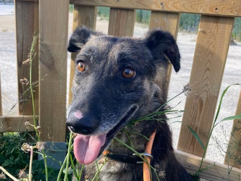 Cantal, Adult · Female · Medium · Mixed breed