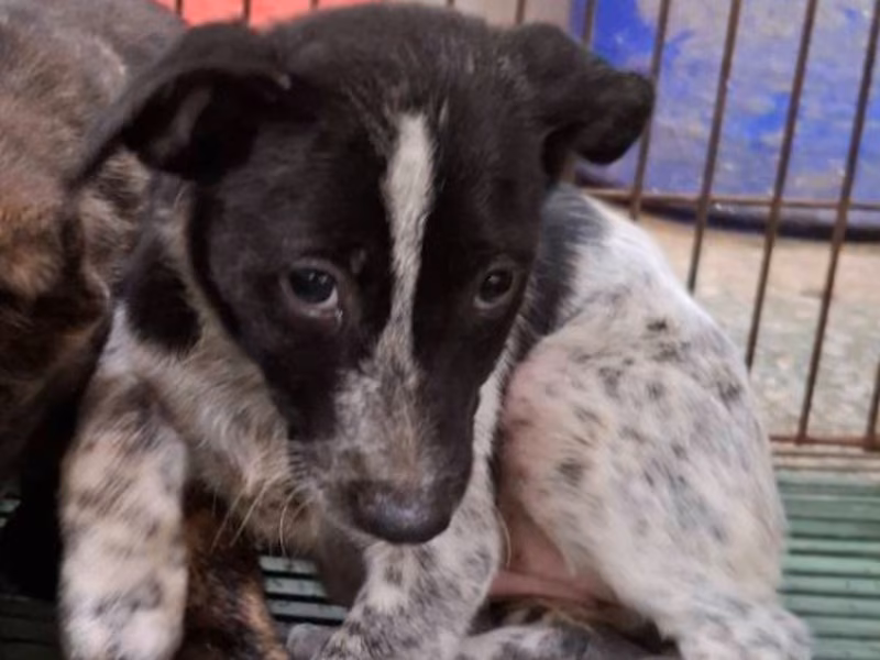 Black-and-white young female mixed-breed dog, Small, shelter no. …1-07