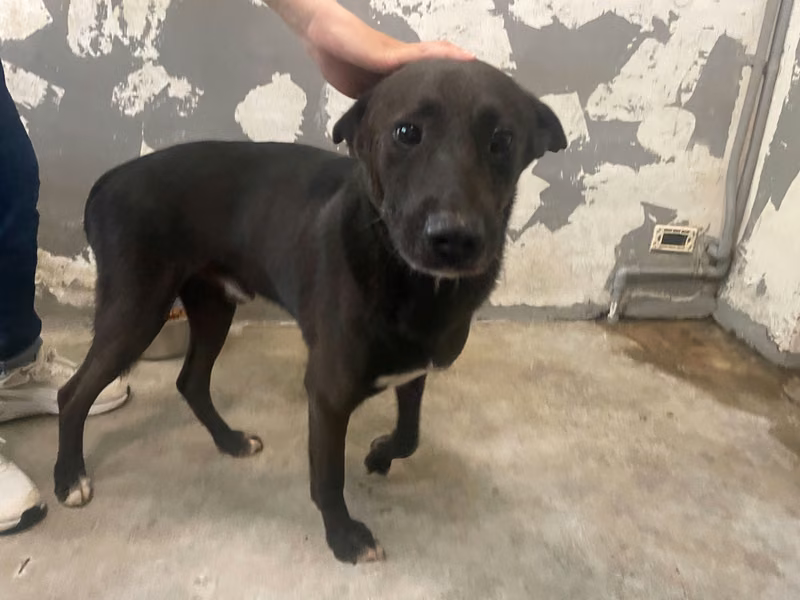 Black-and-white adult male mixed-breed dog, Medium, shelter no. …3001
