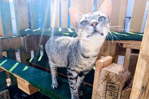 Jonai, Young · Male · Small · European Shorthair