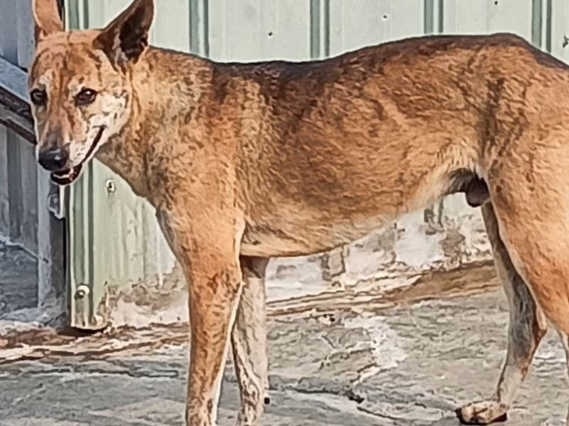 Black-and-tan young male mixed-breed dog, Large, shelter no. …057D