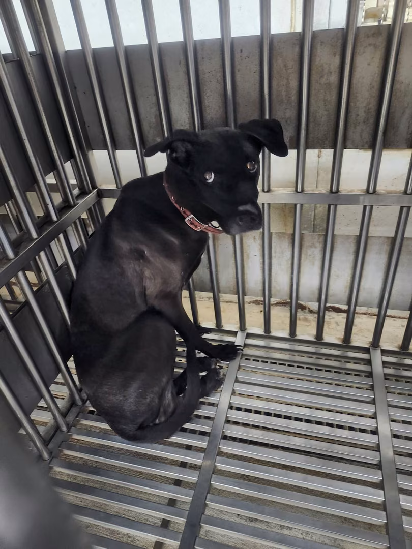 Black-and-white adult male mixed-breed dog, Medium, shelter no. …2303