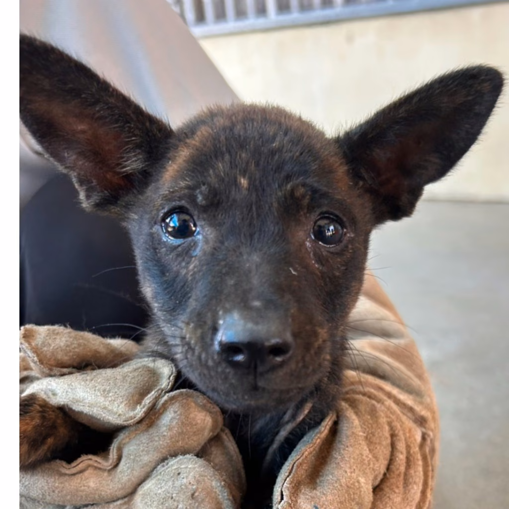 Tabby young female mixed-breed dog, Small, shelter no. …1005
