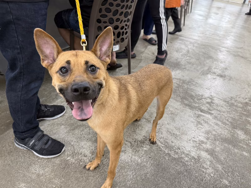 Tan adult male mixed-breed dog, Large, shelter no. …0607
