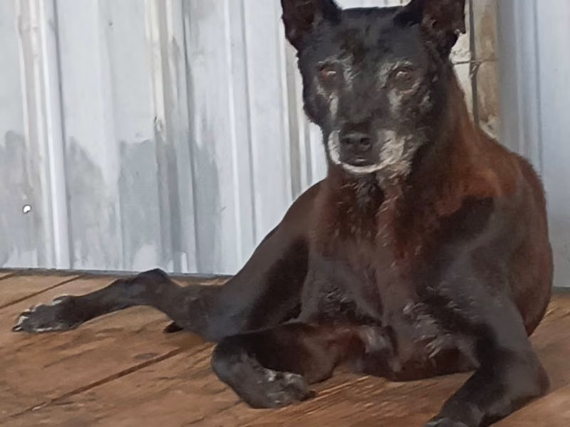 Black adult female mixed-breed dog, Large, shelter no. …012D