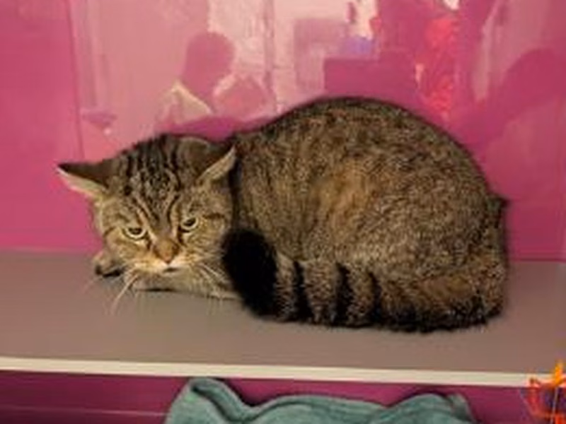 Brown tabby adult female European Shorthair, shelter no. …4427