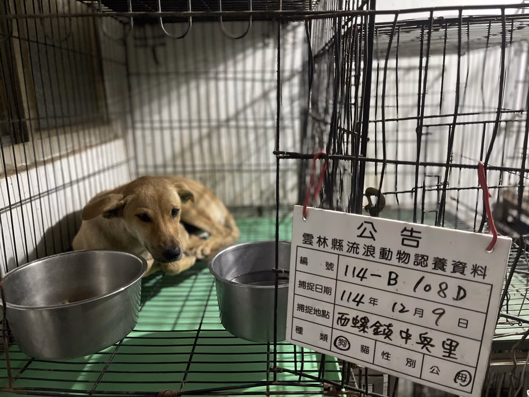 Tan young female mixed-breed dog, Medium, shelter no. …108D