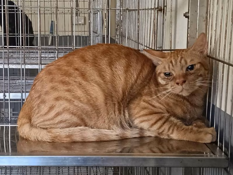 Orange adult male mixed-breed cat, Medium, shelter no. …5002