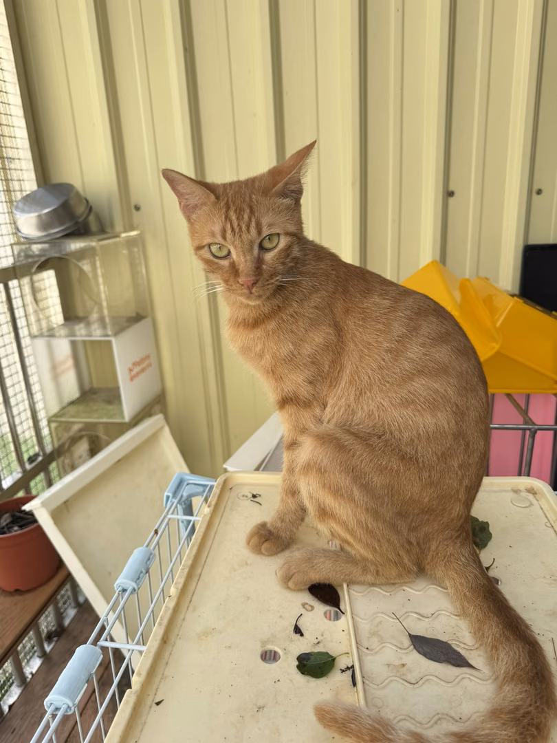 Orange tabby adult female mixed-breed cat, Small, shelter no. …1001