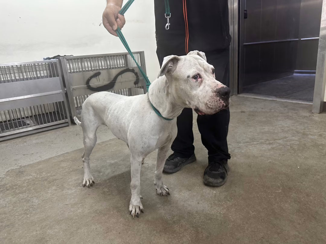 White adult female Dogo Argentino, Large, shelter no. …1001