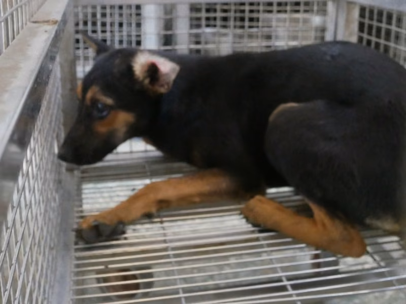 Black-and-tan adult female mixed-breed dog, Medium, shelter no. …1-02